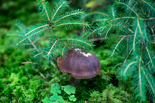 Brown mushroom in the forest between small firs