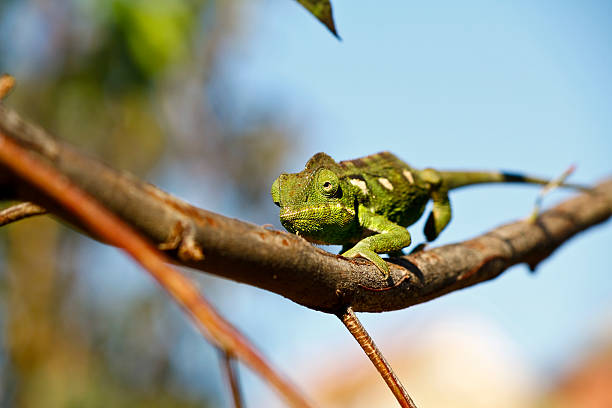 istock Carpet Chameleon (Furcifer lateralis) - Rare Madagascar Endemic 521364863