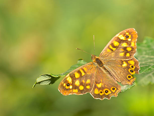 istock Butterfly Warming its Wings in the Sun 521365245