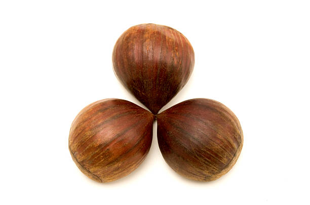 istock Sweet chestnuts fruits 521365775
