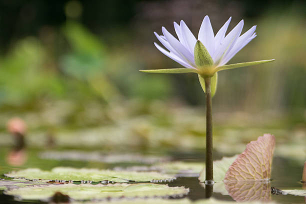 istock Purple lily in a garden pond 521366205