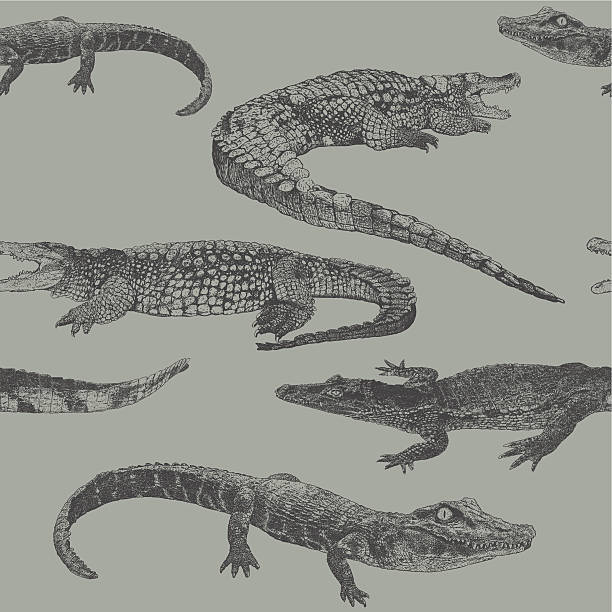 Reptile Rpt Reptile repeat pattern vector illustration. Additional EPS file contains the same image with lines in stroke form, allowing you to convert to a brush of your choosing. Colors are layered and grouped separately. Easily editable. crocodile stock illustrations