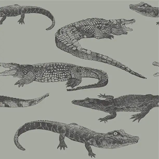 Vector illustration of Reptile Rpt