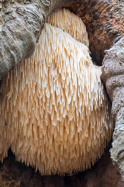 istock Rare Lion's Mane Mushroom (Hericium erinaceus) 521367447