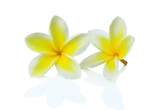 istock Frangipani (plumeria) flowers isolated on white 521367585