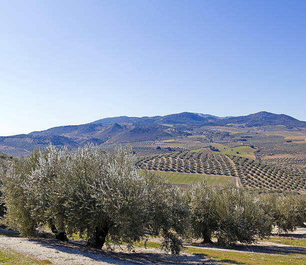 istock Olive orchards in the Andalusia 521368609