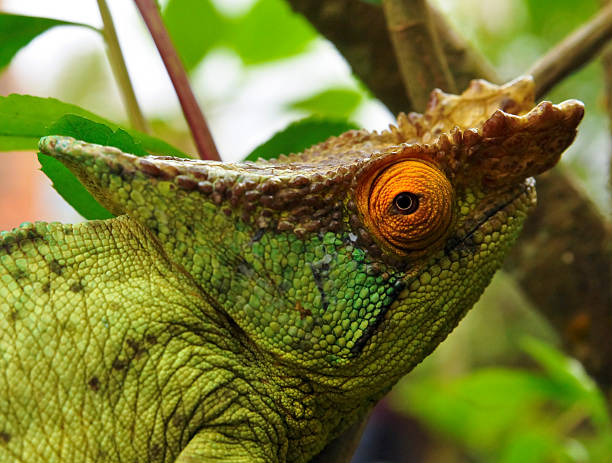 istock Parson's chameleon (Calumma parsonii) - Rare Madagascar Endemic 521368943