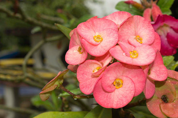 istock Euphorbia Flowers 521369371