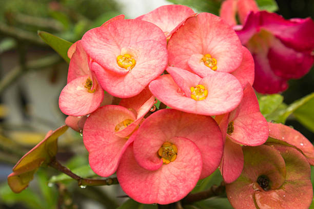 istock Euphorbia Flowers 521369385