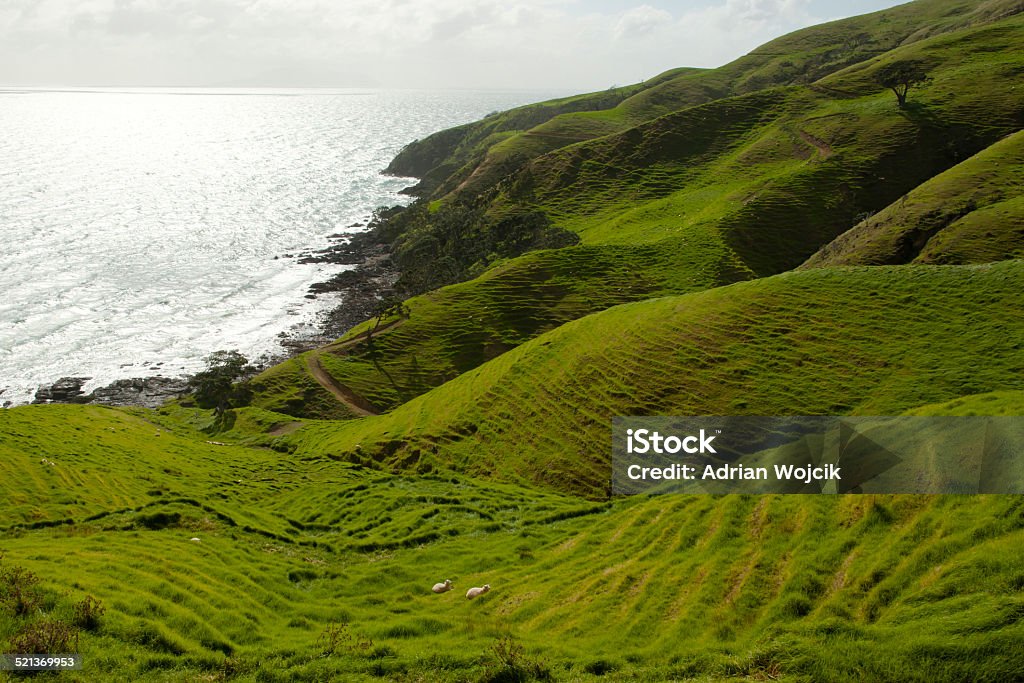 Pasture - New Zealand Lush green sheep pasture Agricultural Field Stock Photo