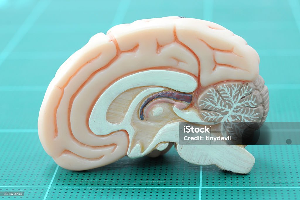 human brain anatomy of human brain Anatomical Model Stock Photo