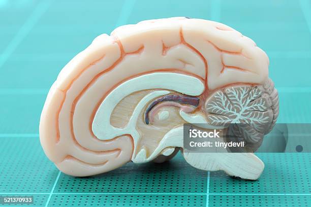 Human Brain Stock Photo - Download Image Now - Anatomical Model, Anatomy, Brain Stem