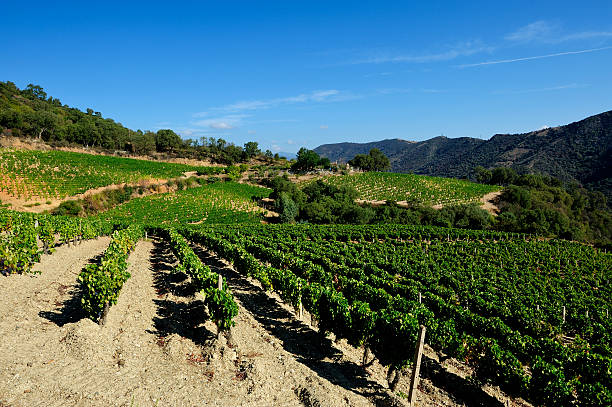 The vine Details of vineyards, rows of old and young vines during harvest. sardinia vineyard stock pictures, royalty-free photos & images