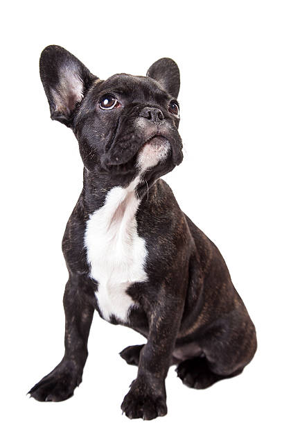 istock little french bulldog 521371403