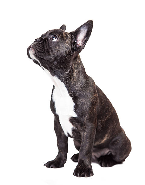 istock brindle french bulldog 521371411