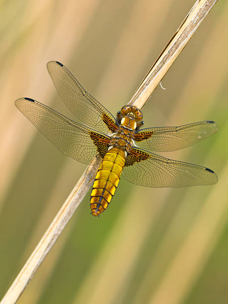 istock Dragonfly Warming its Wings in the Sun 521371517