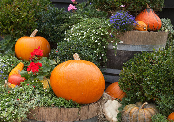 istock Pumpkins in the garden. 521371865