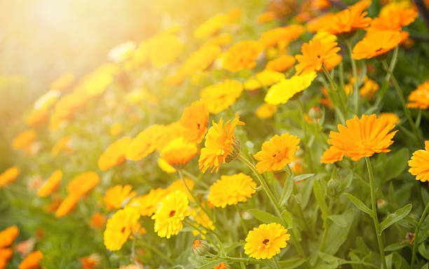 istock Blurred summer background with flowers calendula 521371918