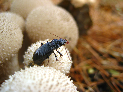 One ground Beetle resting on top of a common Puffball.