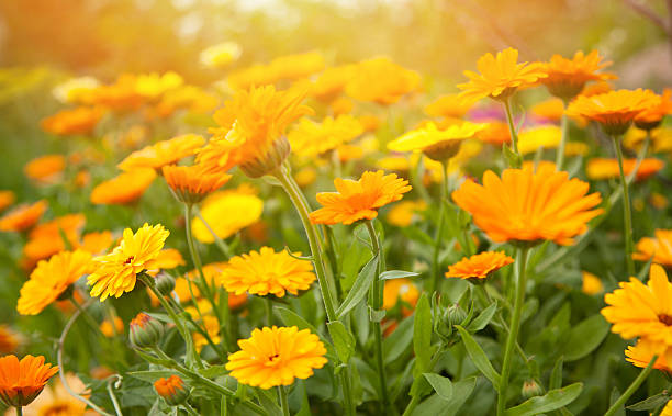 Blurred summer background with flowers calendula Blurred summer background with growing flowers calendula, marigold. Sunny day field marigold stock pictures, royalty-free photos & images