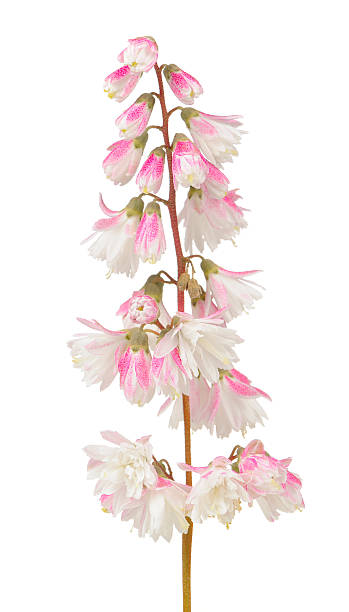 Fuzzy Deutzia Flowers Isolated on White Background A close-up of elegant pinkish white fuzzy deutzia flowers isolated on a white background deutzia scabra stock pictures, royalty-free photos & images