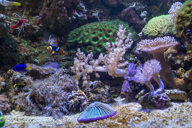 istock Sea Life Aquarium in Munich, Germany, 2015 521373950