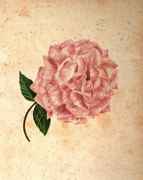 istock Vintage style drawing of rose on aged paper, with copyspace 521373980