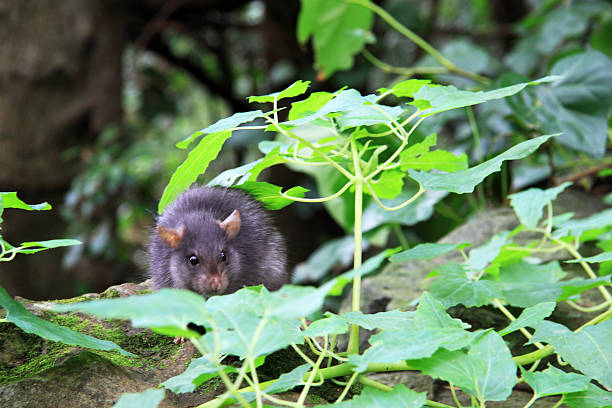 rattus norvegicus- a castanho rato - snif imagens e fotografias de stock