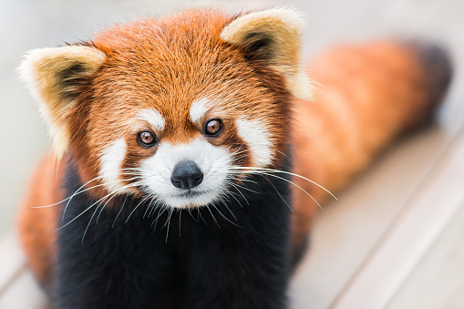 animal themes: single red panda on top of a fallen tree.