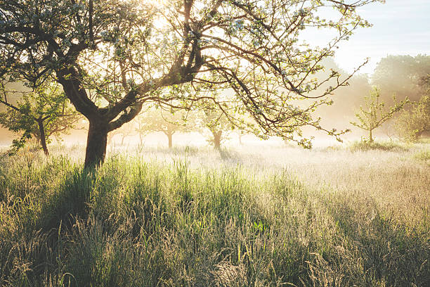 istock Misty sunrise on the orchard 521375146
