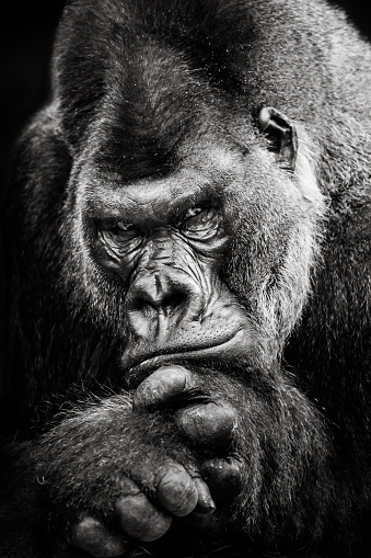 A Frontal Portrait of a Western Lowland Gorilla
