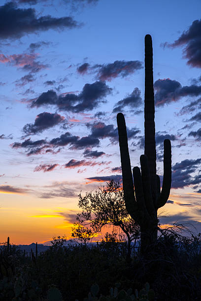 istock Sunset in the Sonoran Desert 521375256