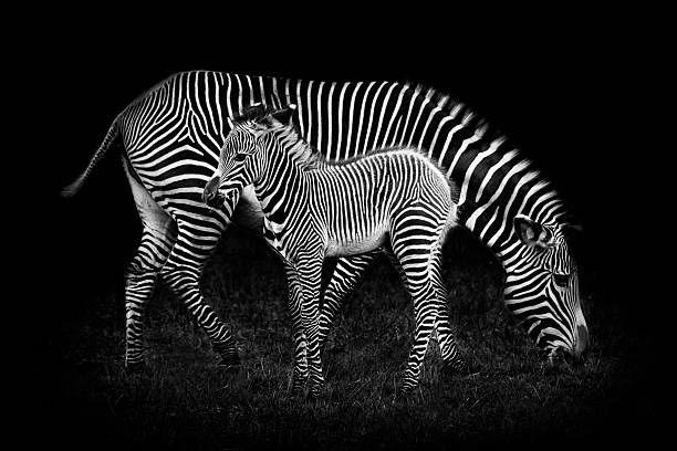istock Baby Zebra and Mother 521375324