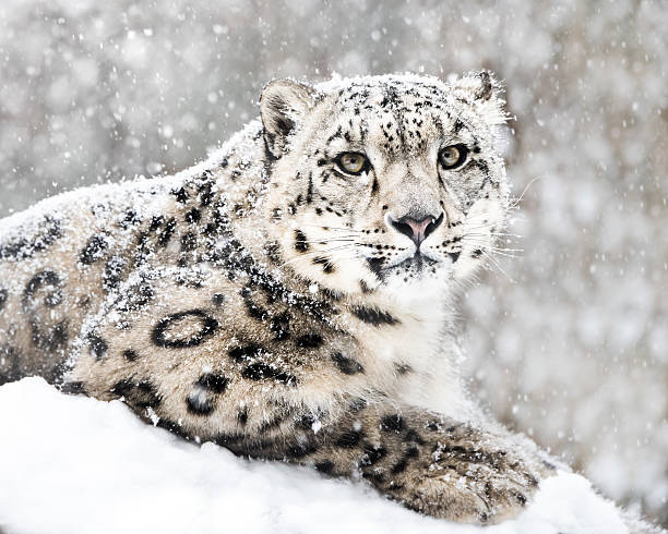 leopardo delle nevi in tempesta di neve iii - snow leopard foto e immagini stock