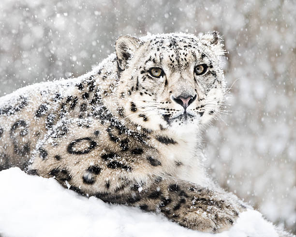 スノーレオパードの雪ストーム iii - snow leopard leopard animal snow ストックフォトと画像