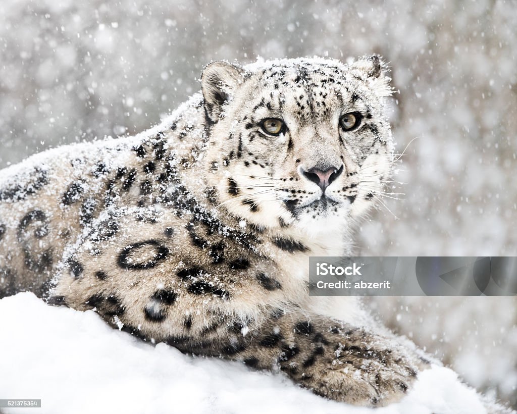 Snow Leopard In Snow Storm III Frontal Portrait of Snow Leopard in Snow Storm Snow Leopard Stock Photo