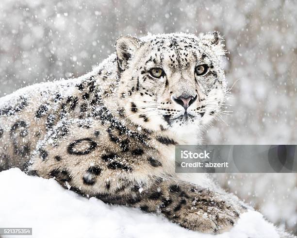 Snow Leopard In Snow Storm Iii Stock Photo - Download Image Now - Snow Leopard, Snow, Animal