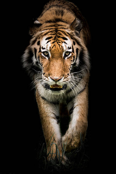 istock Amur Tiger On the Prowl II 521375602