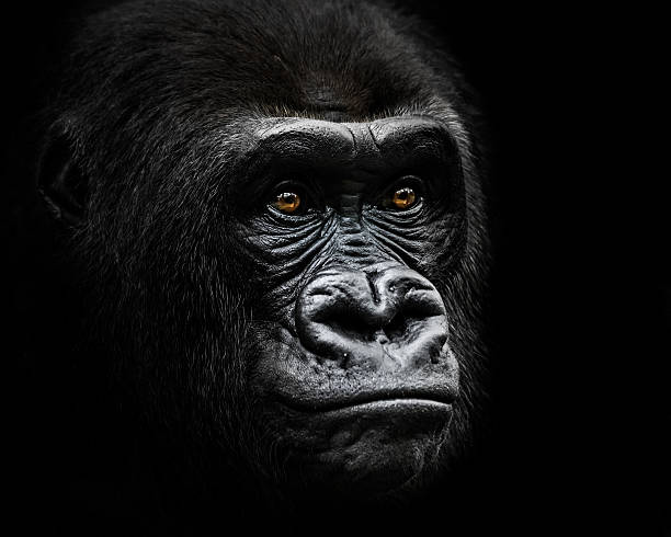 istock Western Lowland Gorilla IV 521375634