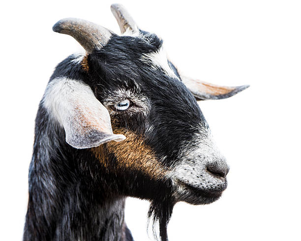istock Miniature Nubian Goat III 521376010