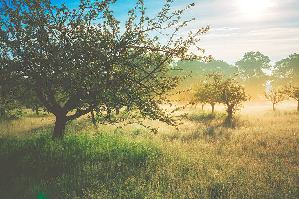 Misty sunrise on the orchard stock photo