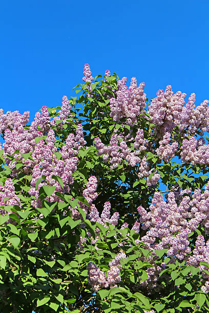 istock Lilac flowers with green leaves in sunny spring day 521376322