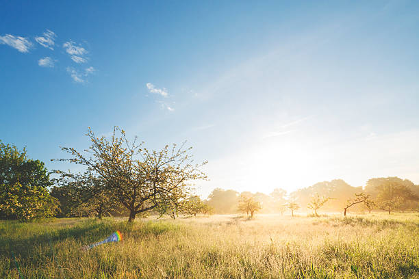 istock Misty sunrise on the orchard 521379736