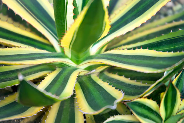 istock Agave plant close up 521379846