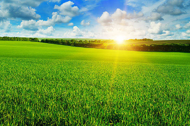 blé champ et le lever du soleil dans le ciel bleu - grass sky cloudscape meadow photos et images de collection