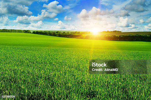 Wheat Field And Sunrise In The Blue Sky Stock Photo - Download Image Now - Pasture, Agricultural Field, Green Color