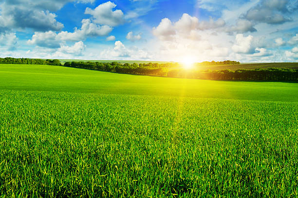 campo de trigo e o nascer do sol no céu azul - lea - fotografias e filmes do acervo