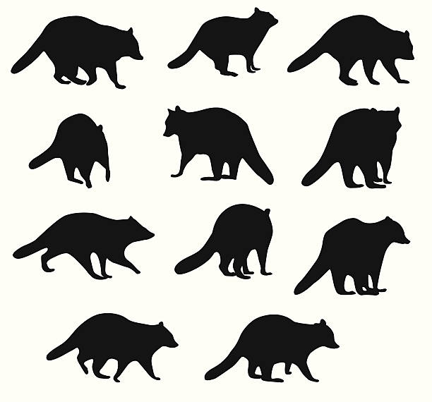 raccoonbehavior - raccoon stock illustrations