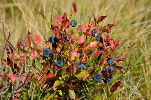 Wild blueberry shrub with ripe berries and frozen leaves