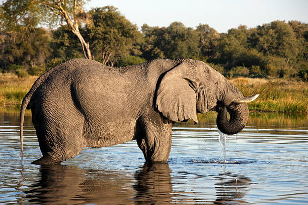 istock African Elephant (Loxodonta africana) in a waterhole in the Savu 521380834